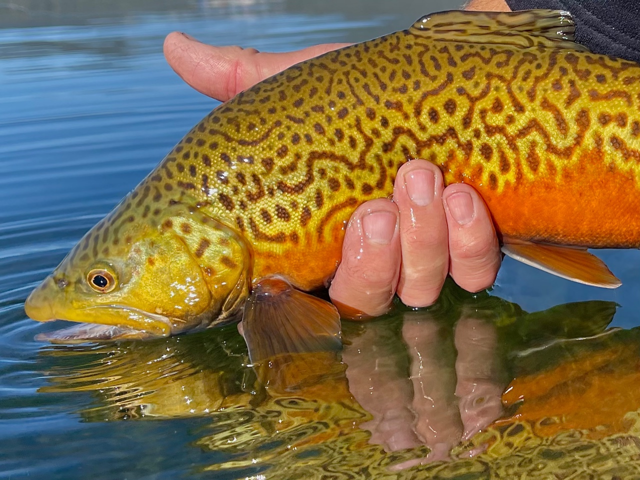 Fly Fishing Archives Gray's Sporting Journal