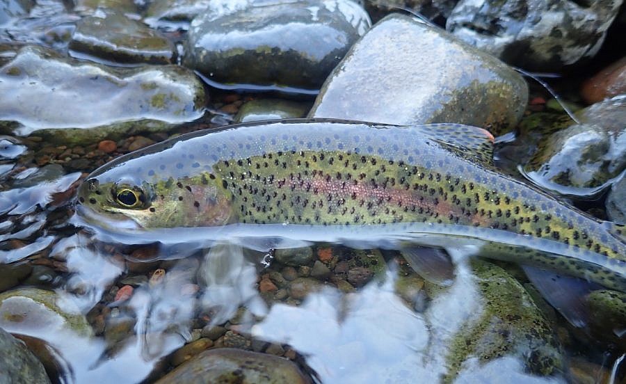 Fly Fishing Archives Gray's Sporting Journal