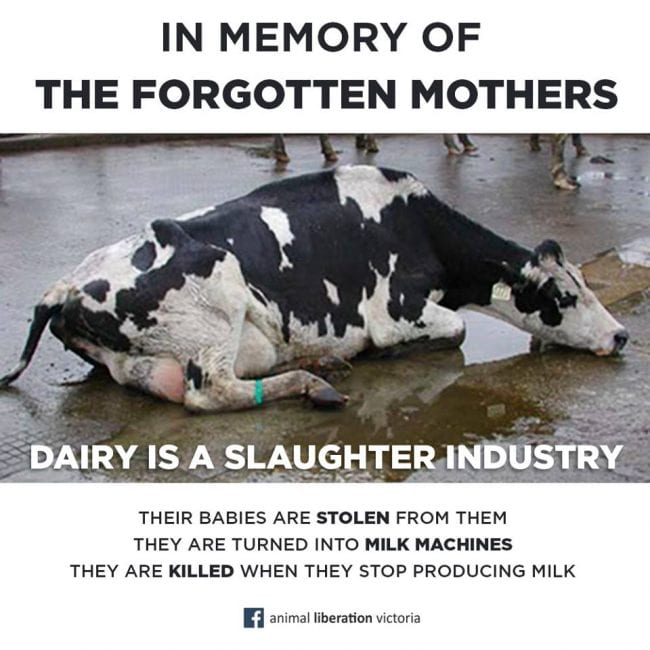 Controversy SlaughterFree Milk Is Great For Cows, But Not The