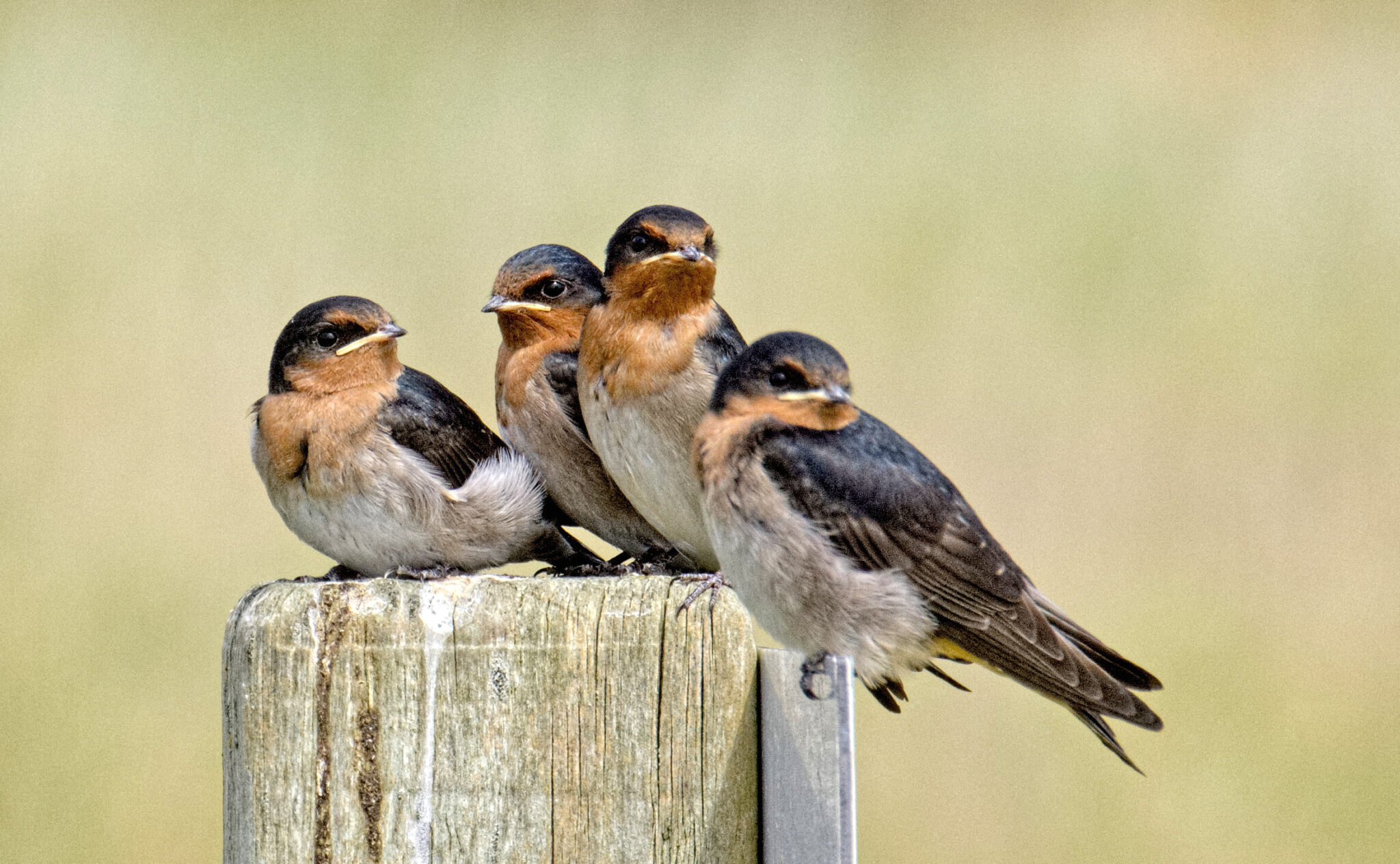 Swallows Great Bird Pics