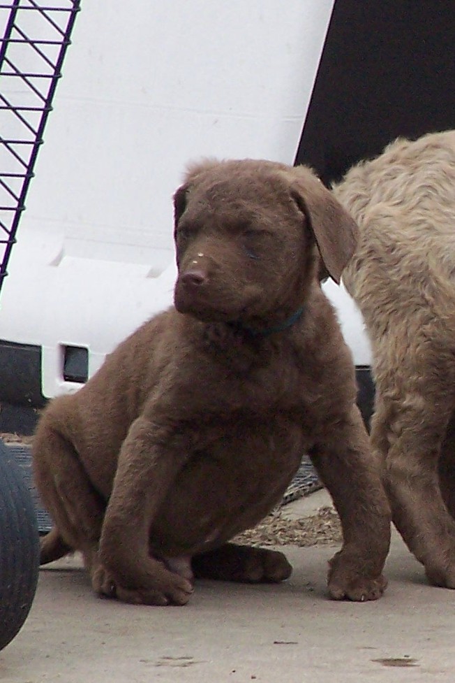 Knuckling Over, Bowed Legs and HOD Great Dane Health