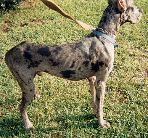 Great Dane Rescue of Tampa Bay, Inc. Chip