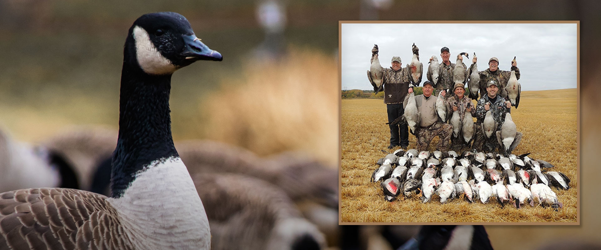 Greater Canadians Hunting Alberta's Giant Canada Geese