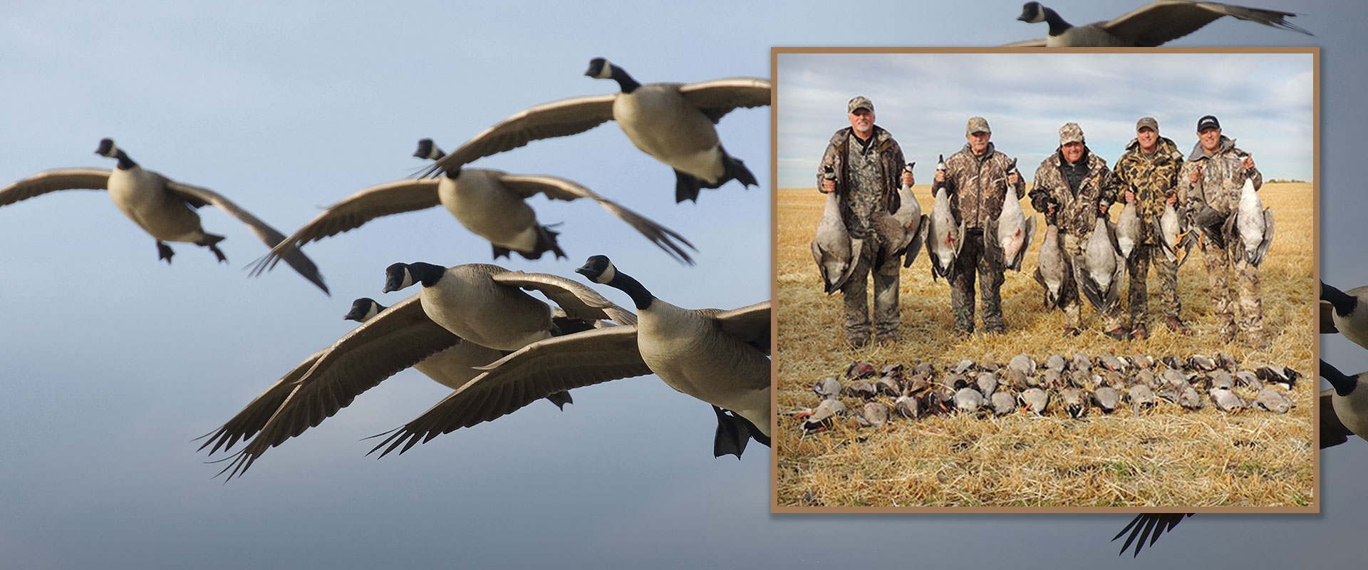 Greater Canadians Hunting Alberta's Giant Canada Geese