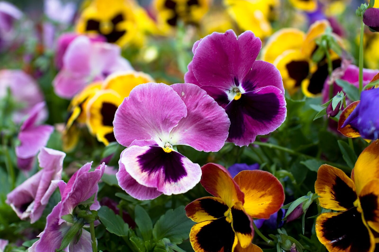 Winter landscape maintenance tips bright pansy color Great Estates