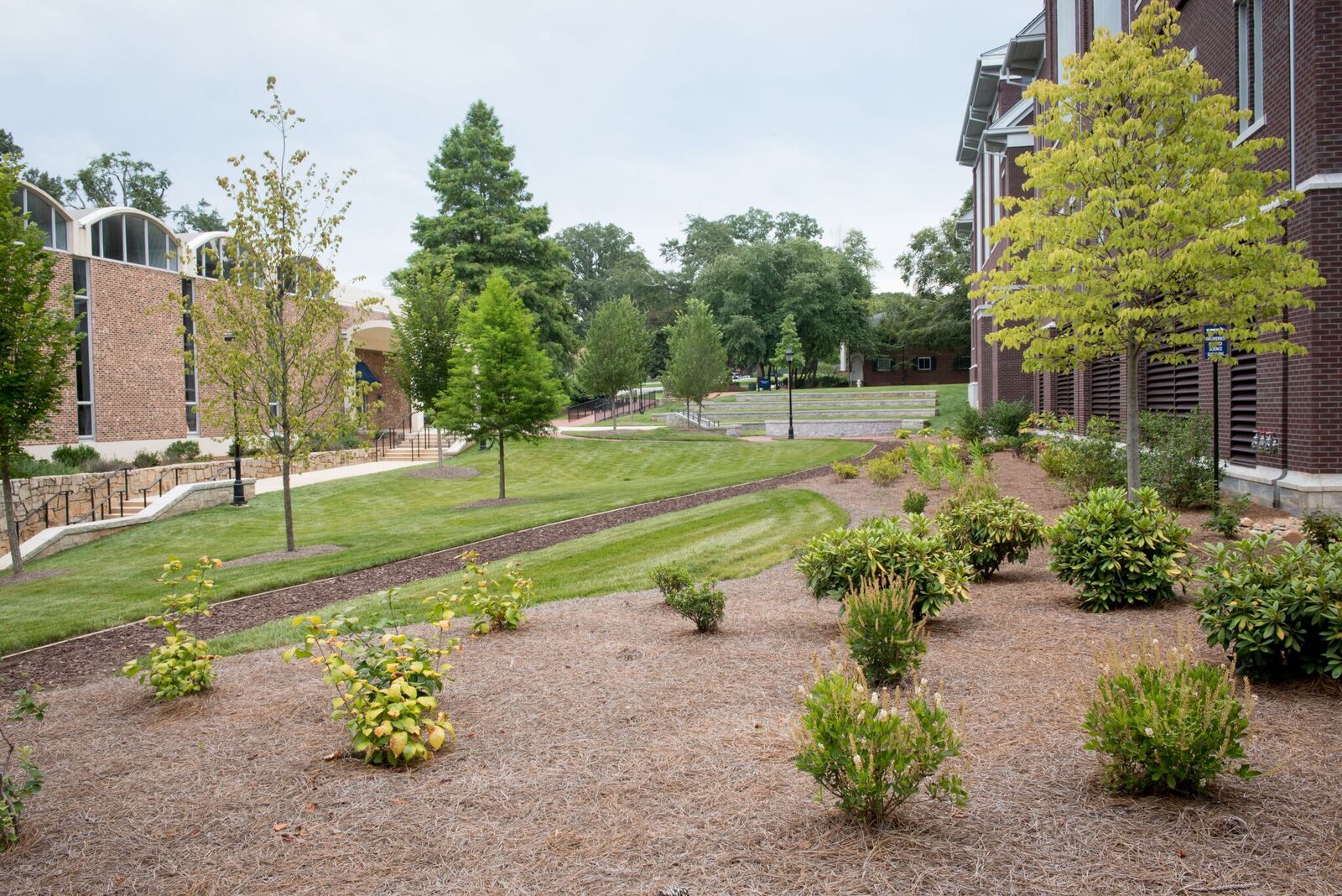 The Top 5 Shrubs for Commercial Properties