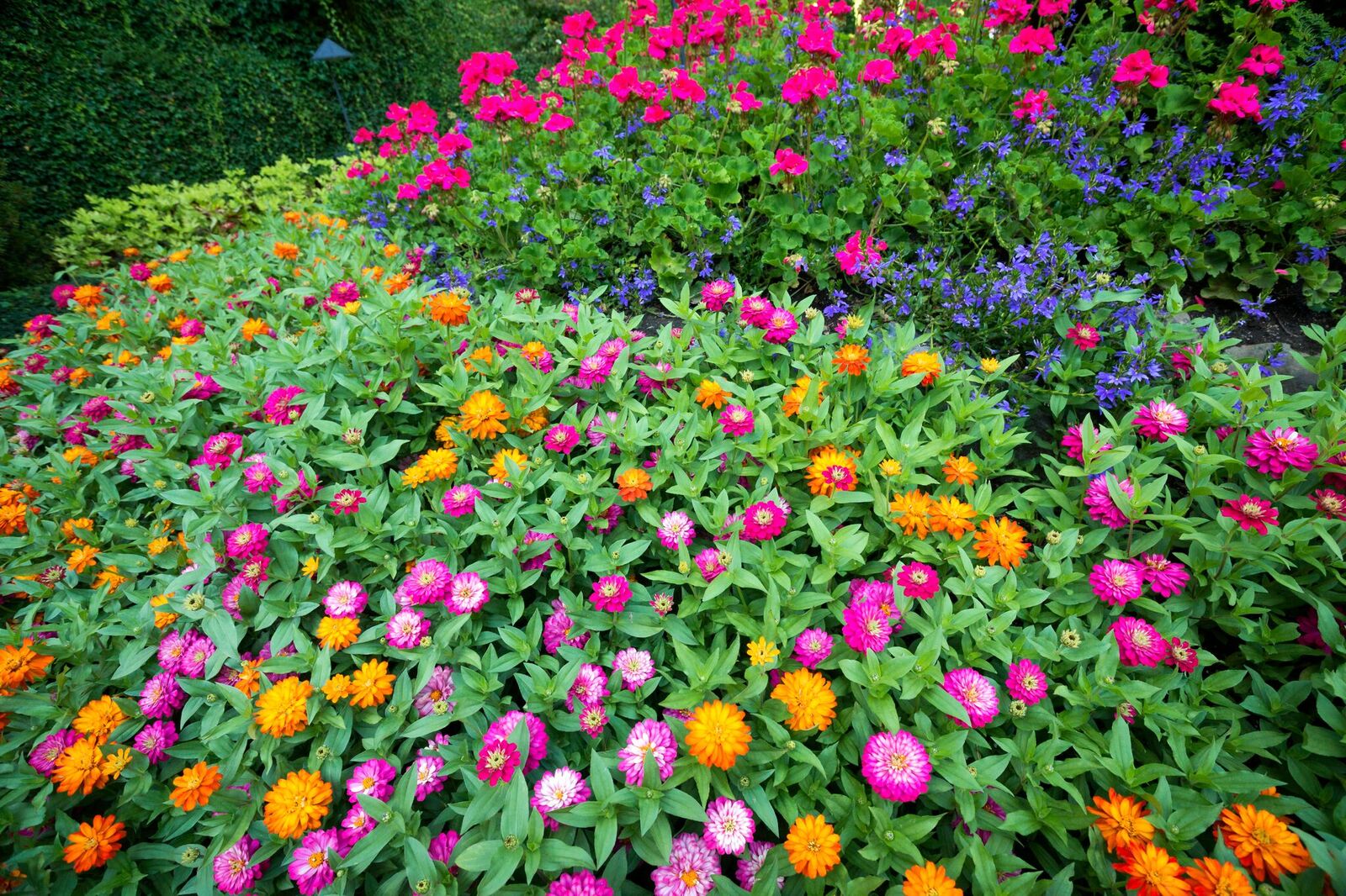 Our Top 4 Drought Resistant Flowers