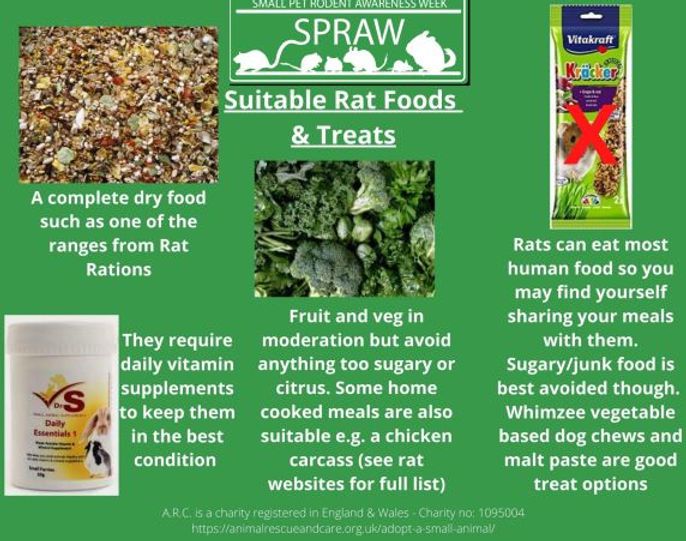 Rats Greatfield Small Animal Rescue