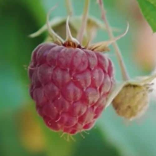 Do Raspberry Ketones Help You Lose Weight? Research and Evidence