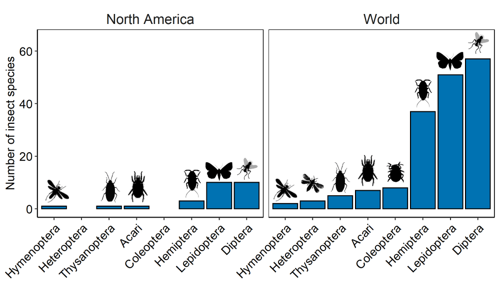 Who is bugging Phragmites? The insect herbivores of Common Reed Great