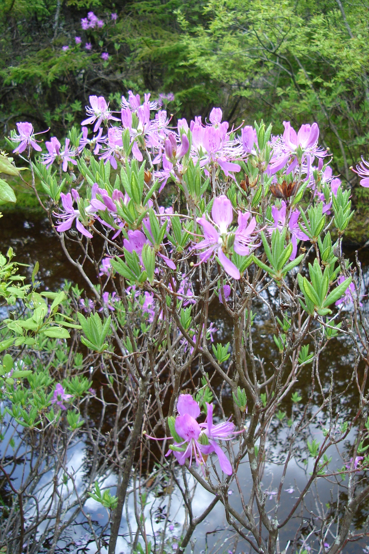 Spring hike on Great Pond Mountain Great Pond Mountain Conservation Trust