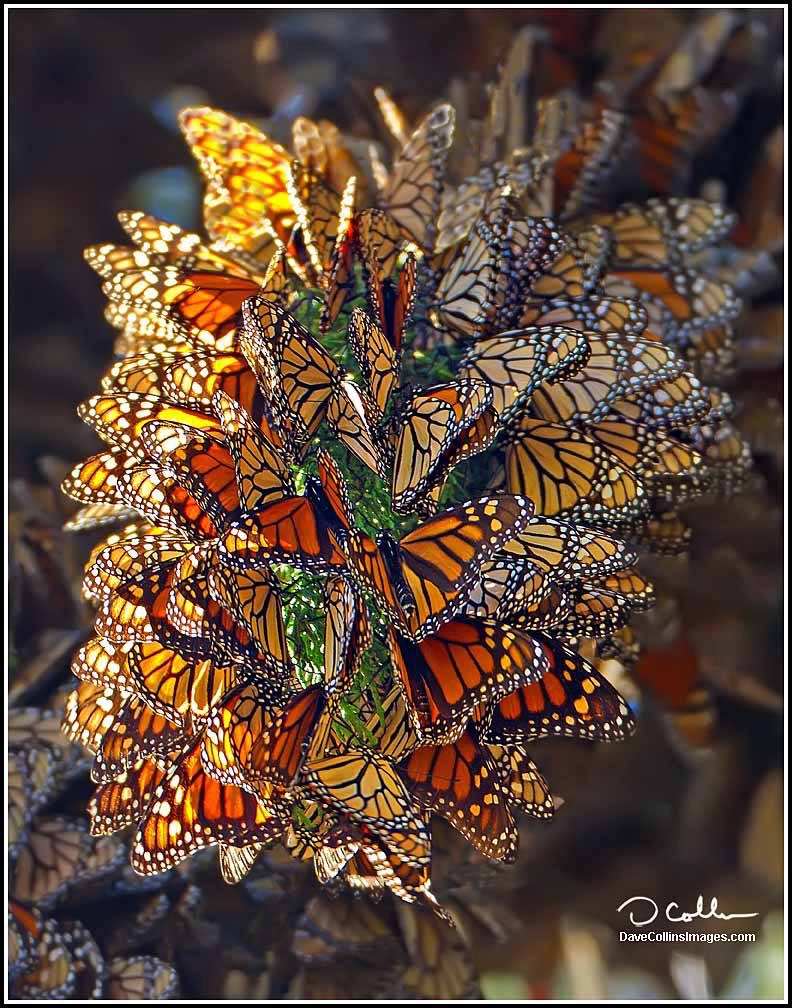 Monarch Butterflies Migrate Along the Mississippi River…Destination