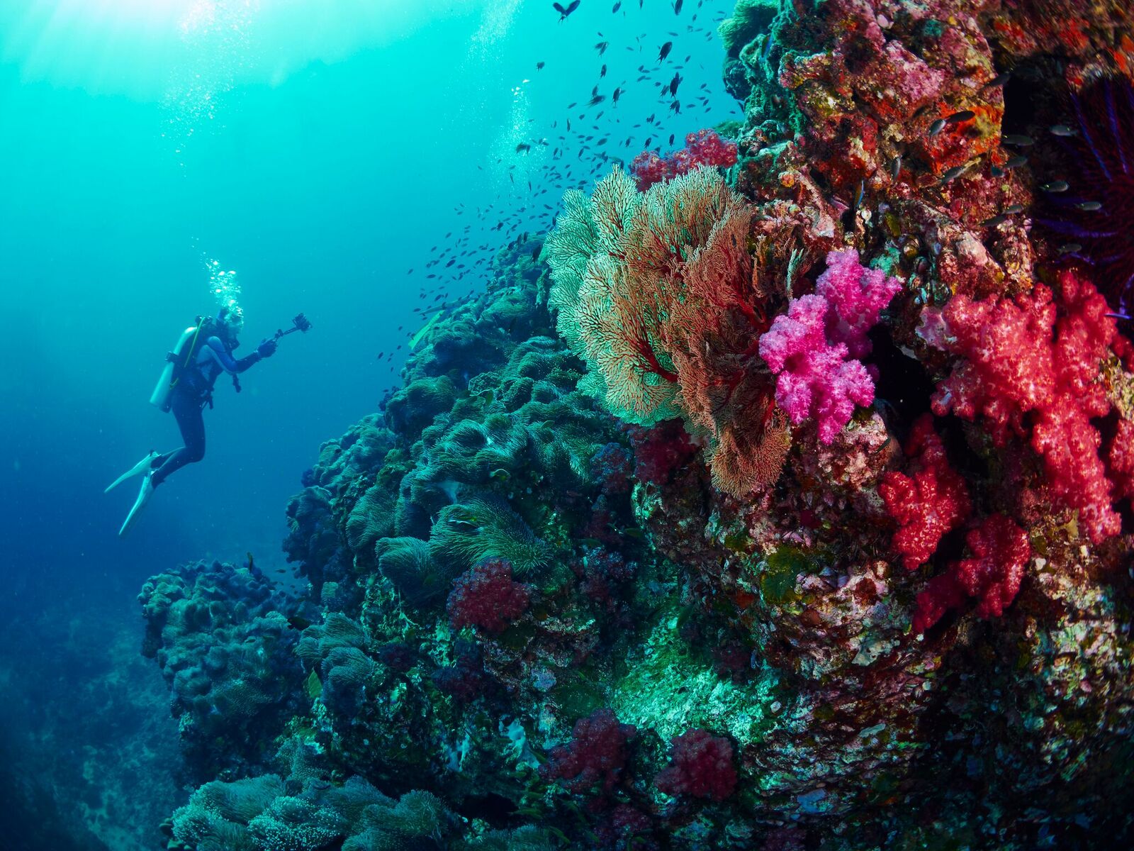 Diving In The Andaman Islands An Essential Guide ⋆ Greaves India
