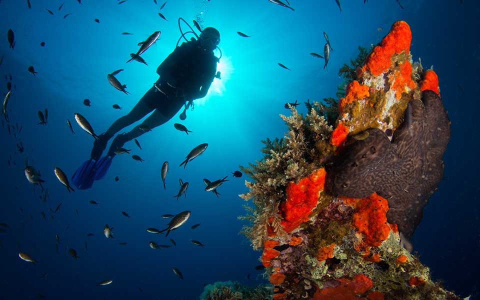 The Ultimate Guide to Scuba Diving in Greece Top 10 Destinations