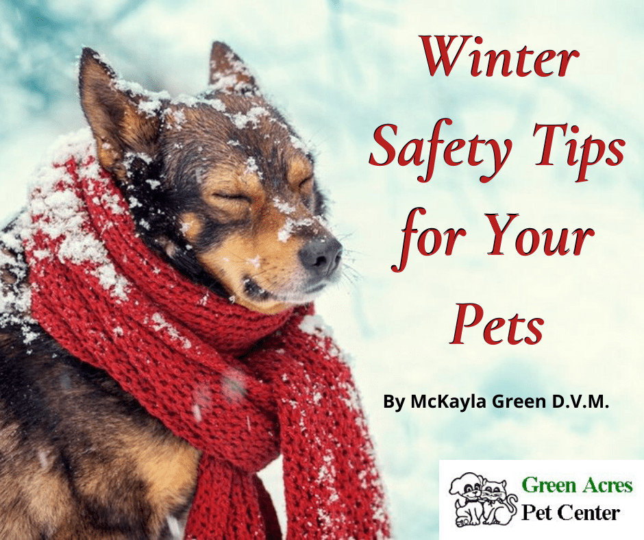 Winter Safety Tips for Your Pets Green Acres Pet Center