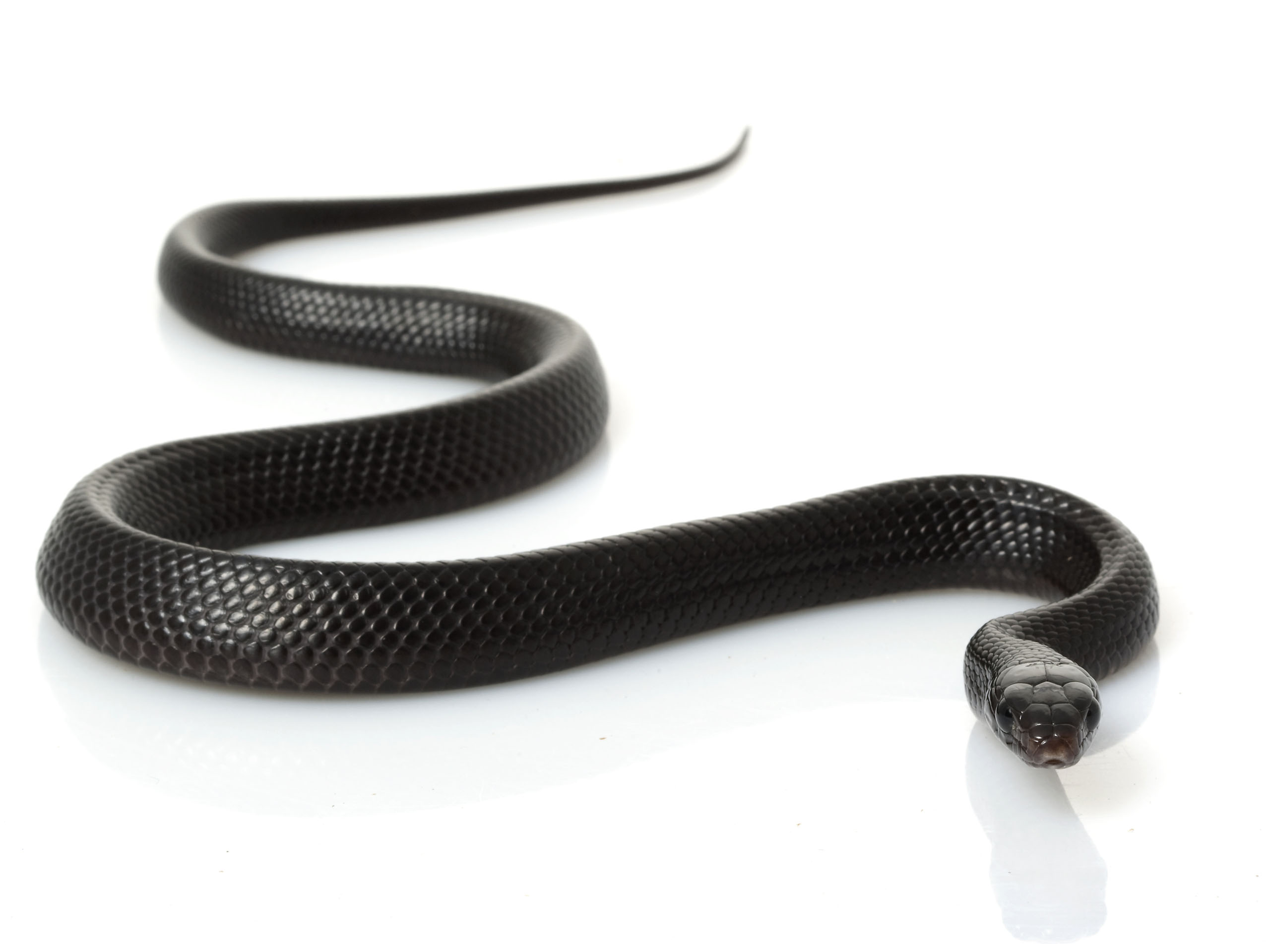 Snakes Green Akers Pest Control LLC