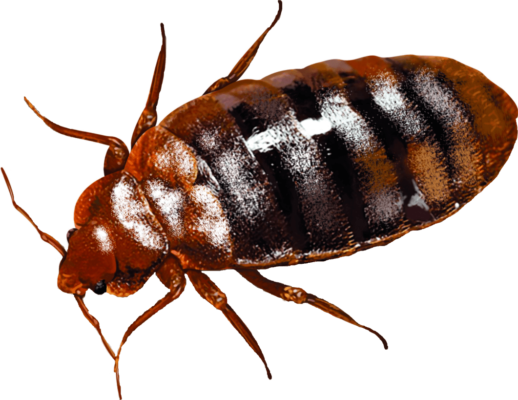 Best Pest Control Company In Winchester Va Our richmond, va