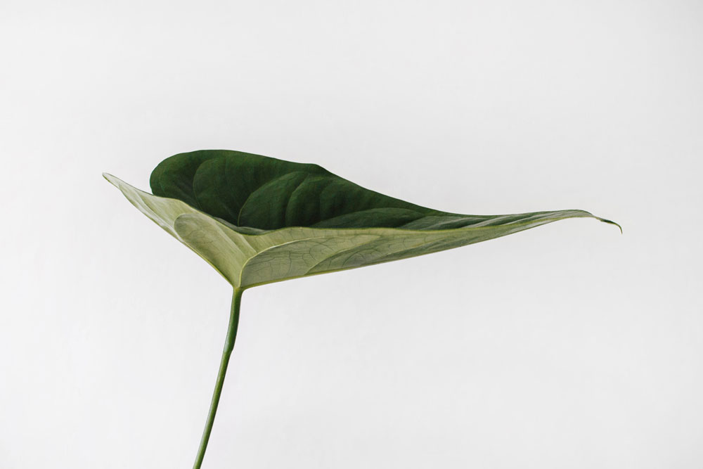 Why do plants need phosphorus? Green As It Gets