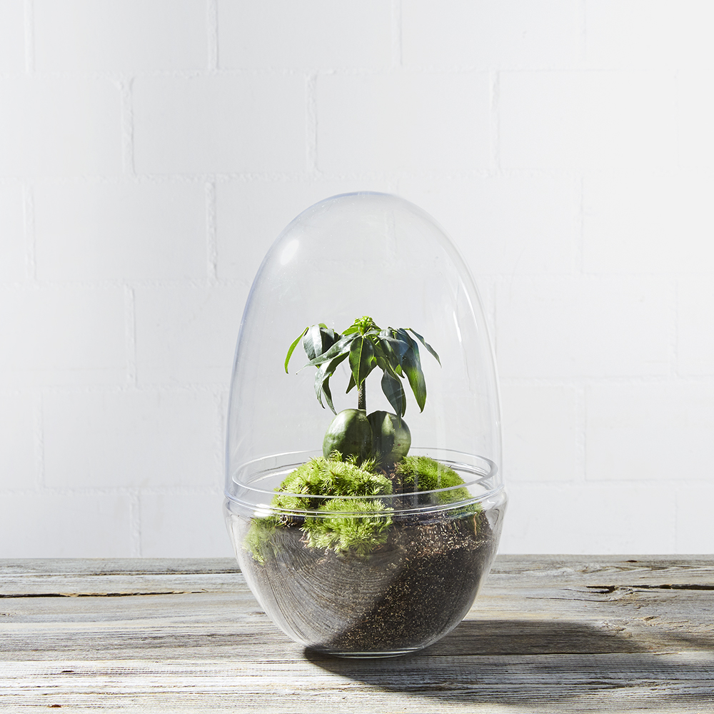 DIYKit PflanzenTerrarium Egg Bubble, XL Greenbubble.ch