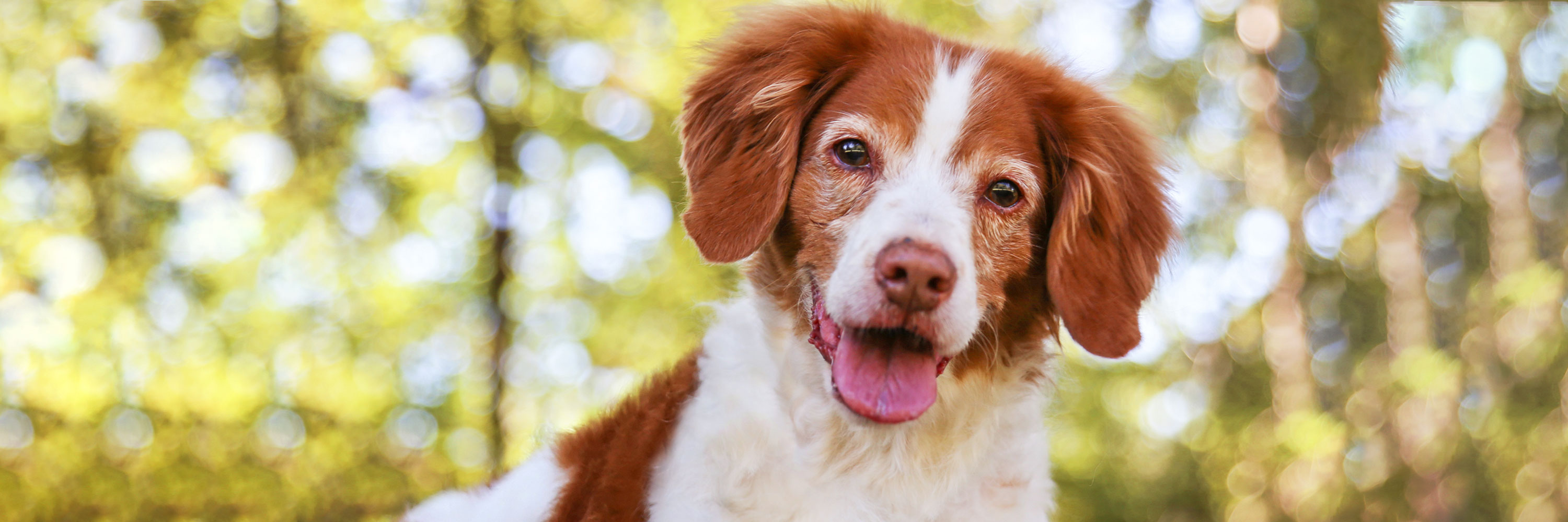 How Long Does A Steroid Injection Last In A Dog