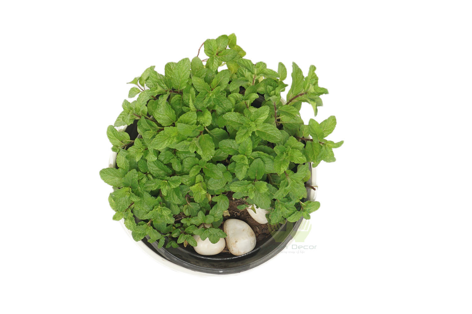 Buy Mint Plants Online, Order Mint Plants in Delhi, Grow