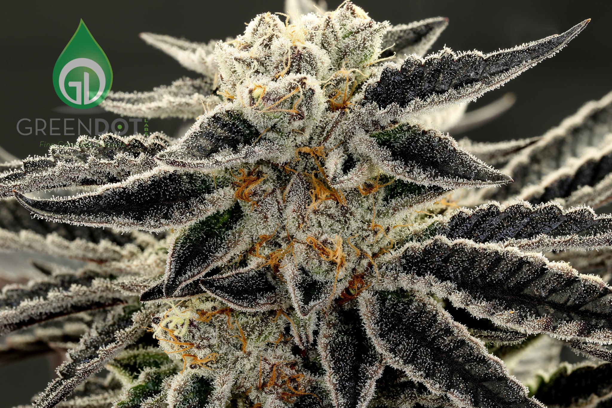 Grease Monkey Green Dot Labs
