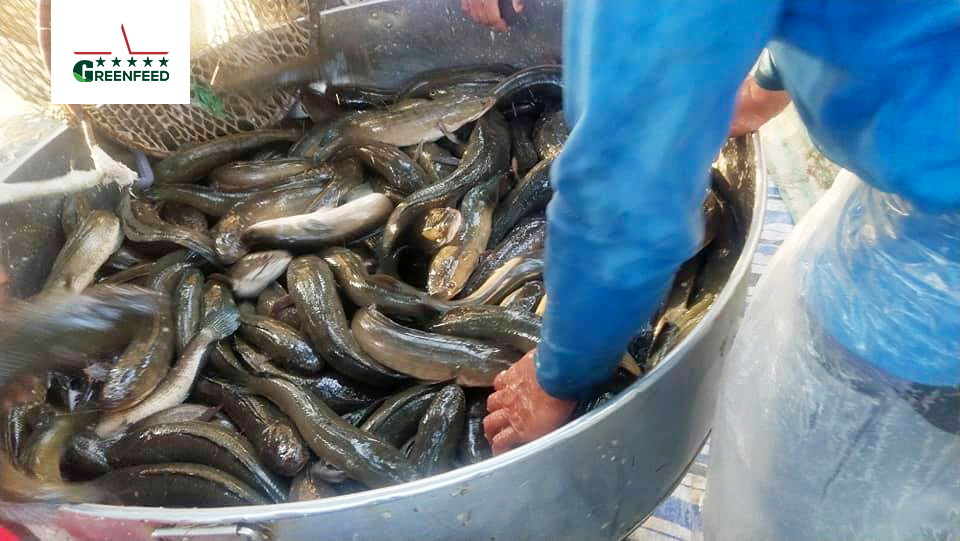 What Can I Feed My Snakehead Fish A Comprehensive Guide