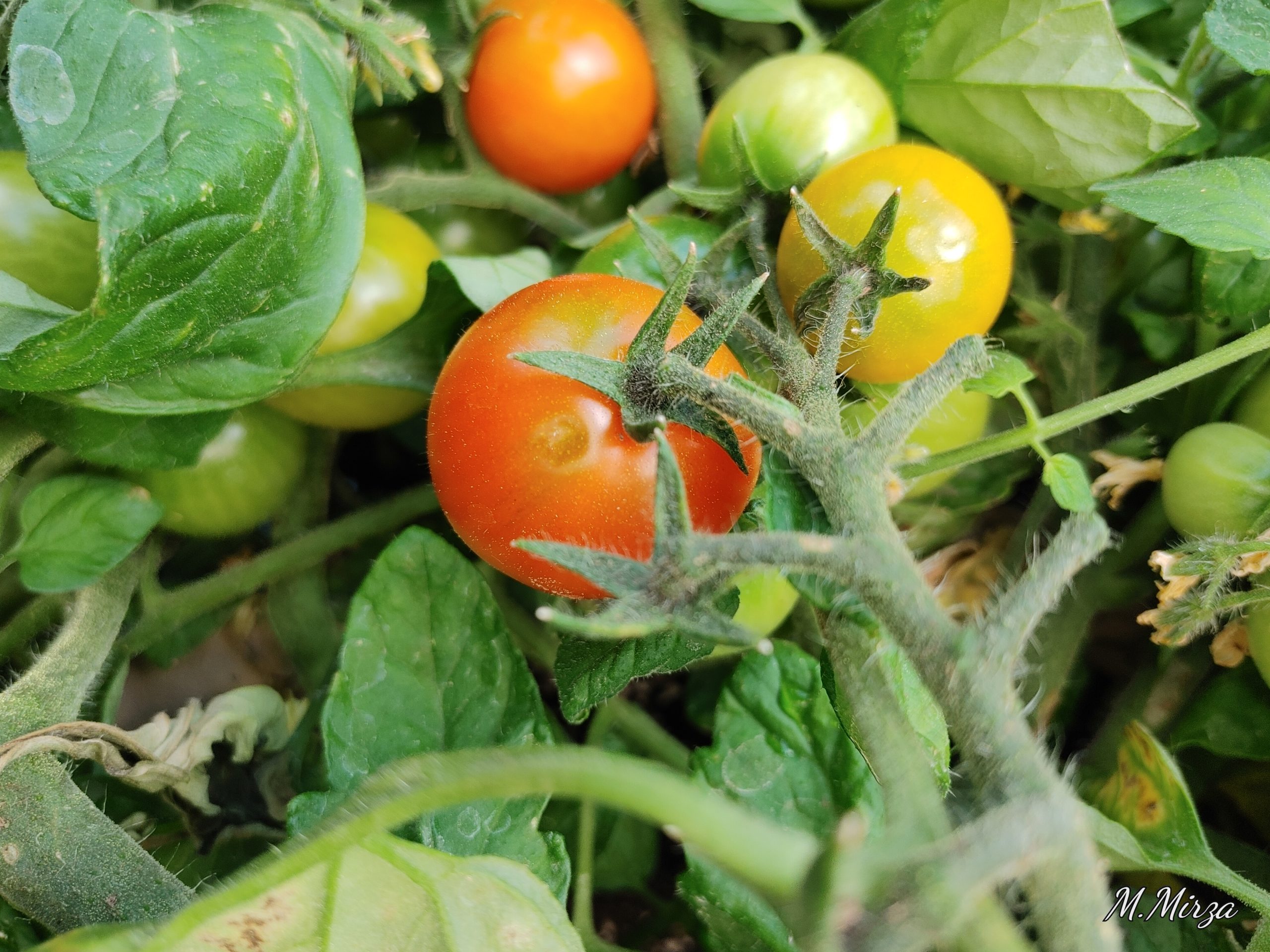 Managing heat stress in greenhouse vegetables Greenhouse CanadaGreenhouse Canada
