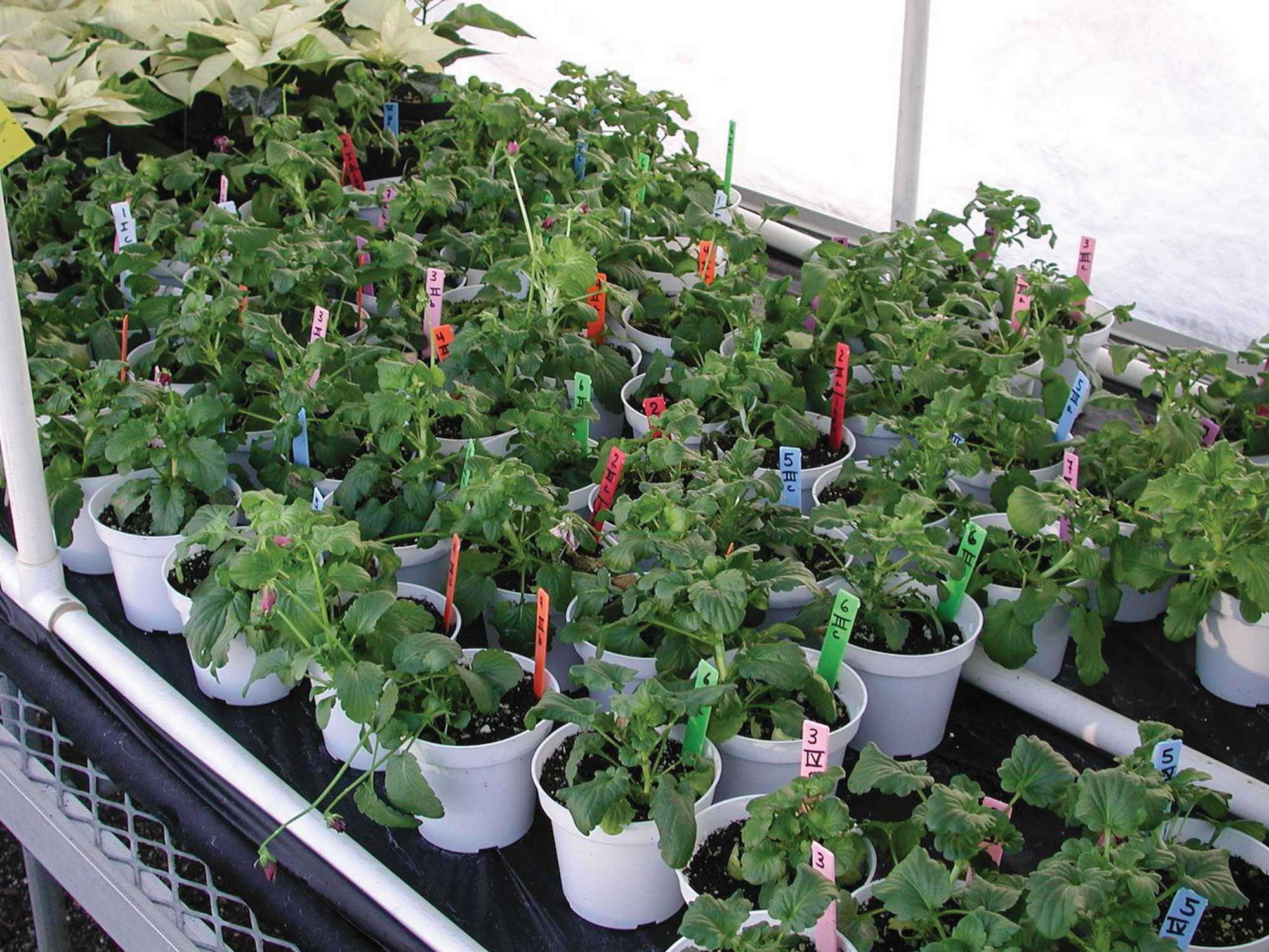 What Does Plant Disease Resistance Really Mean