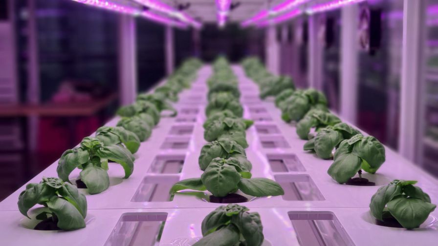 A Deep Dive Into Plant Lighting Control Systems Greenhouse Grower