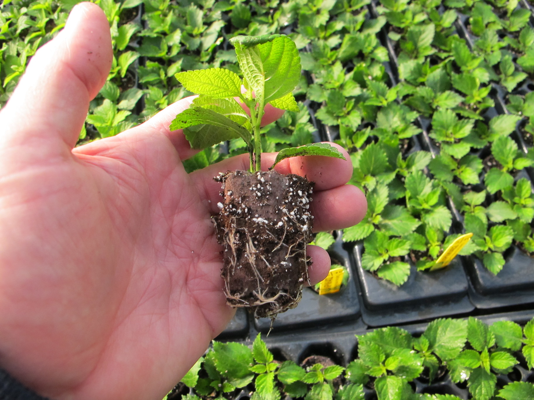 5 tips for cuttings success Greenhouse Management