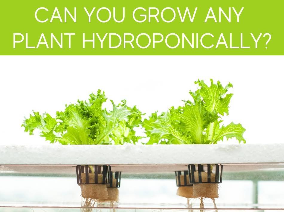 Can You Grow Anything With Hydroponics? Greenhouse Today