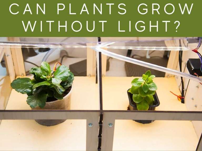 Can Plants Grow Without Sunlight? Greenhouse Today