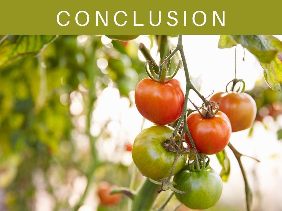 How Far Apart to Plant Tomatoes Greenhouse Today