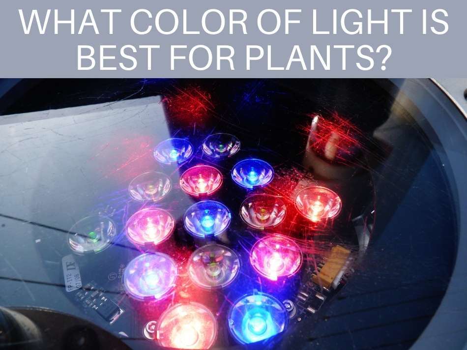 How Far Away Should LED Grow Lights Be From Plants Greenhouse Today