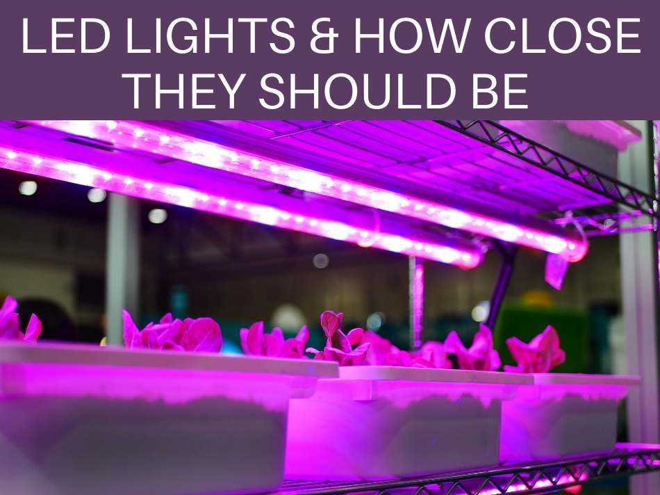 How Far Away Should LED Grow Lights Be From Plants Greenhouse Today