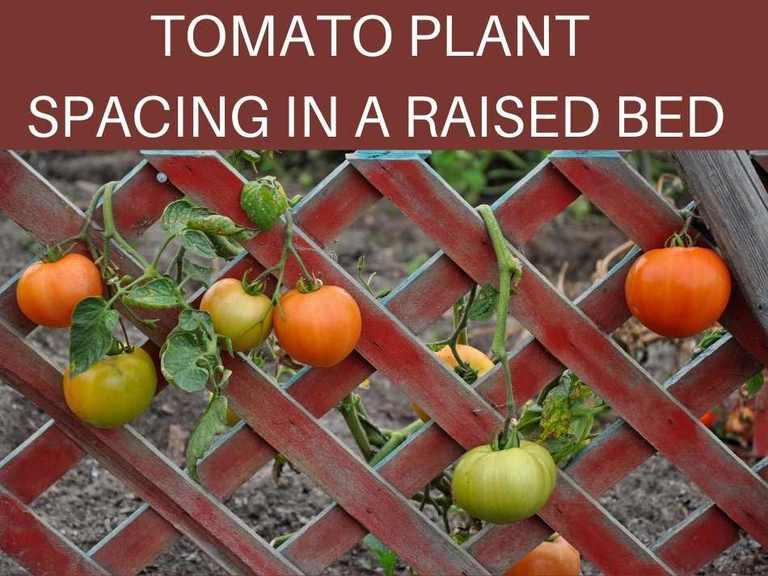 How Far Apart to Plant Tomatoes in a Raised Bed Greenhouse Today