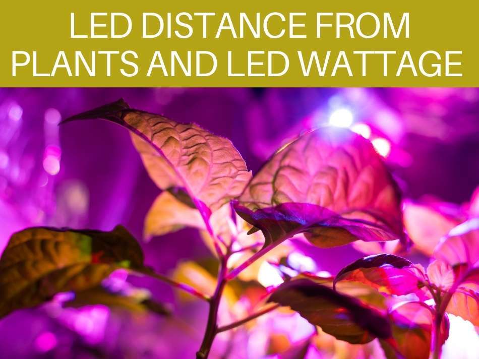 How Far Away Should LED Grow Lights Be From Plants Greenhouse Today