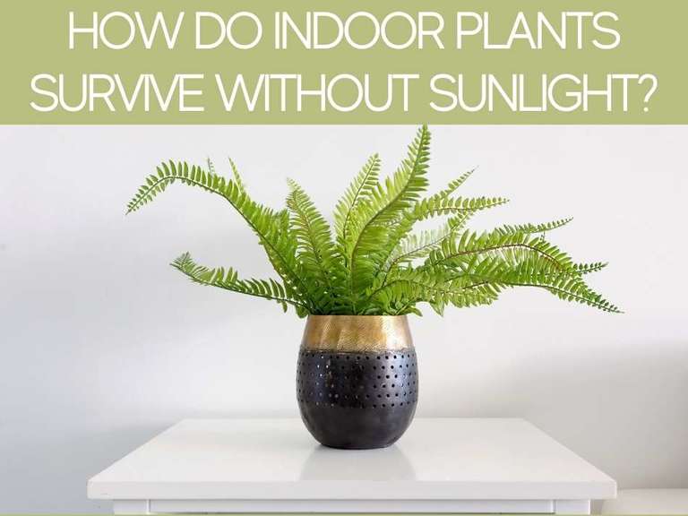 Can Plants Grow Without Sunlight? Greenhouse Today