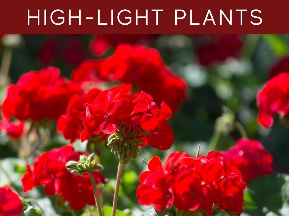 Can Plants Grow With Artificial Light? Greenhouse Today