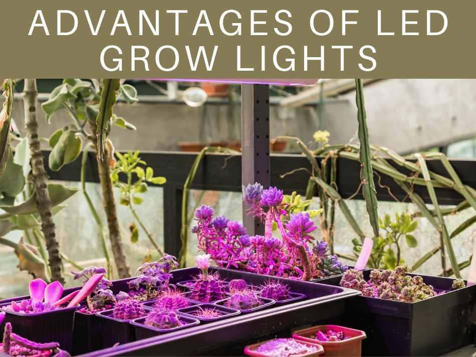 How Far Should Led Grow Lights Be From Plants Plant Ideas