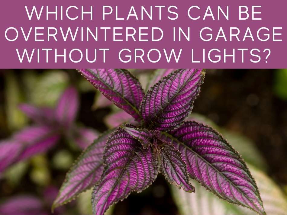 Can Plants Grow Without Sunlight? Greenhouse Today
