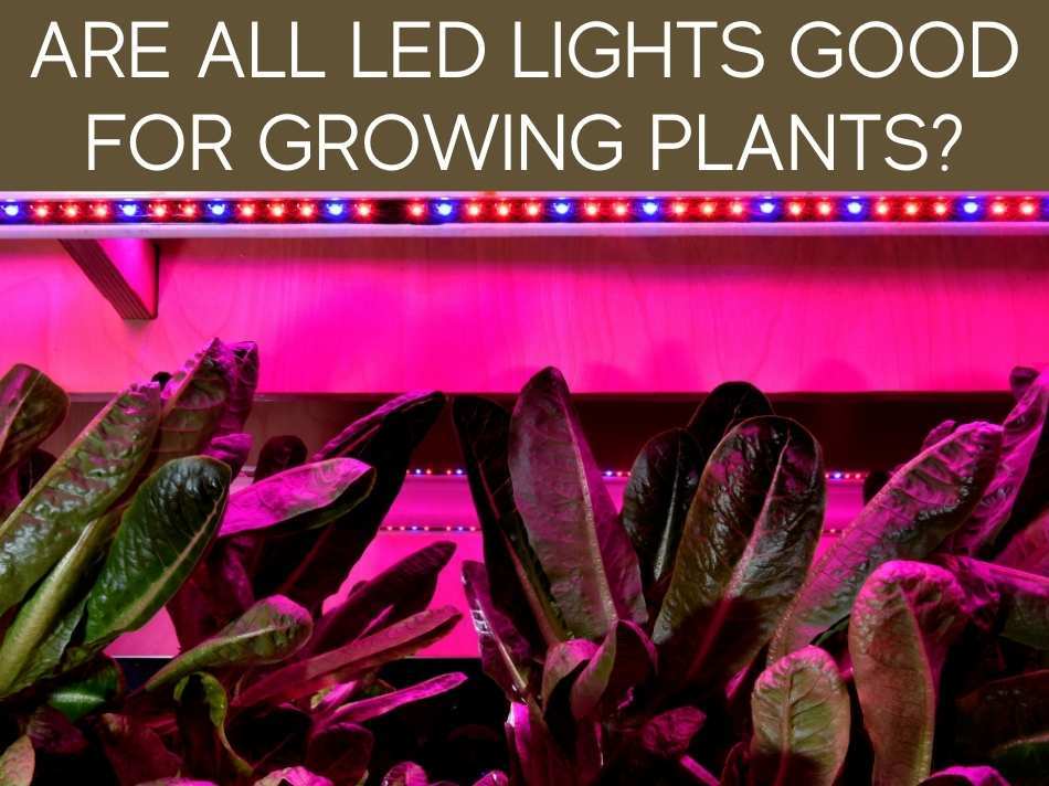 Can Plants Grow With Artificial Light? Greenhouse Today