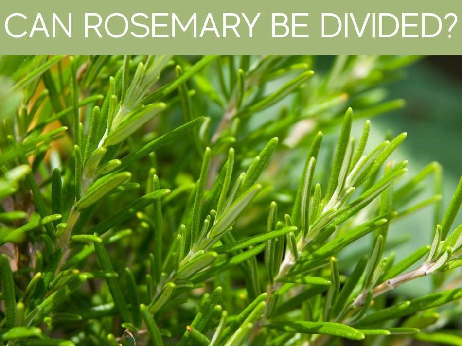Can Rosemary Grow in the Shade? Greenhouse Today
