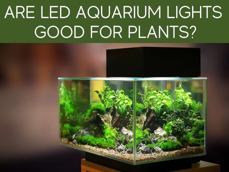 Can Plants Grow With Artificial Light? Greenhouse Today