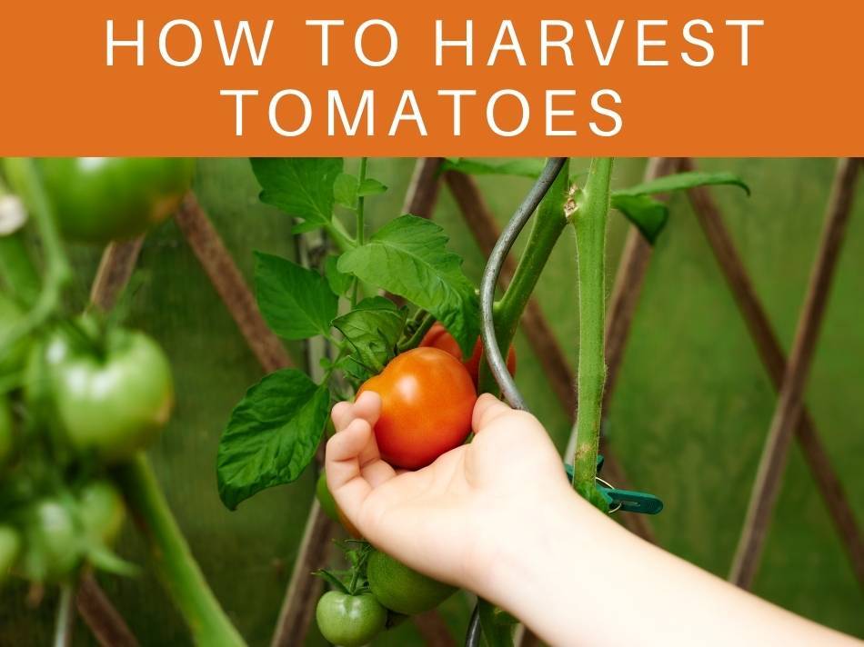 How Many Tomato Plants in a 4×4 Raised Bed? Greenhouse Today