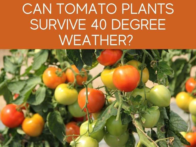Is 40 Degrees At Night Too Cold For Tomatoes? Greenhouse Today