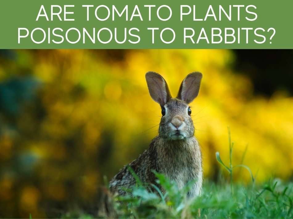 Are Tomato Plants Poisonous To Rabbits? Greenhouse Today