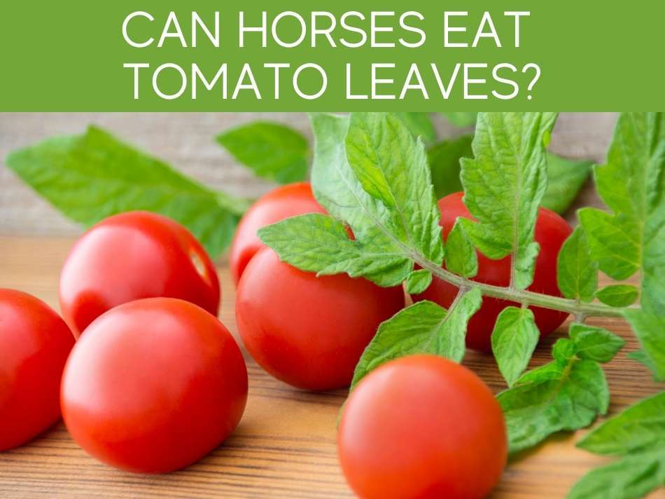 Are Tomatoes Toxic To Horses? Greenhouse Today