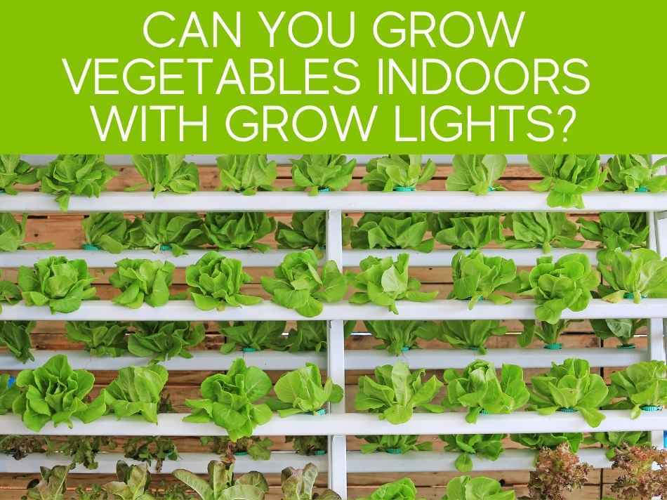 Can You Grow Vegetables With Grow Lights? Greenhouse Today